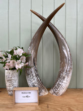 Load image into Gallery viewer, Ankole Cattle Horns - Medium 382
