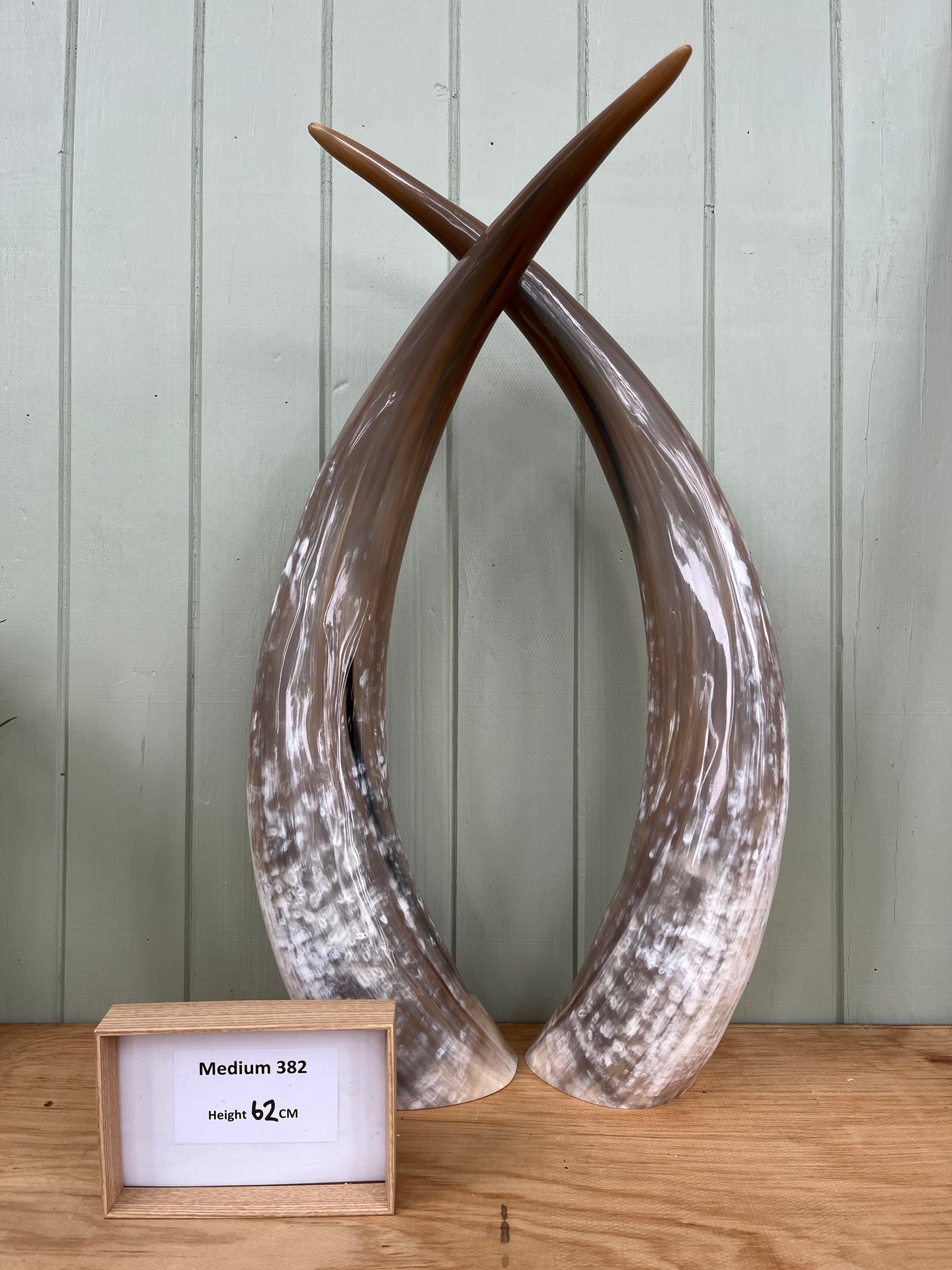 Ankole Cattle Horns - Medium 382
