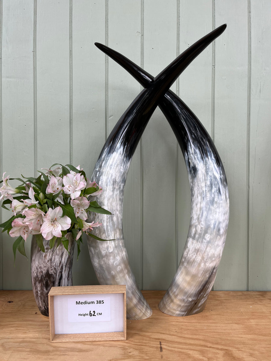 ankole | Ankole Cattle Horns