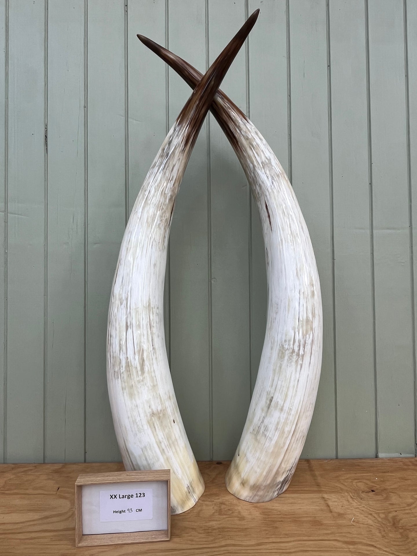 Ankole Cattle Horns - XX Large 123