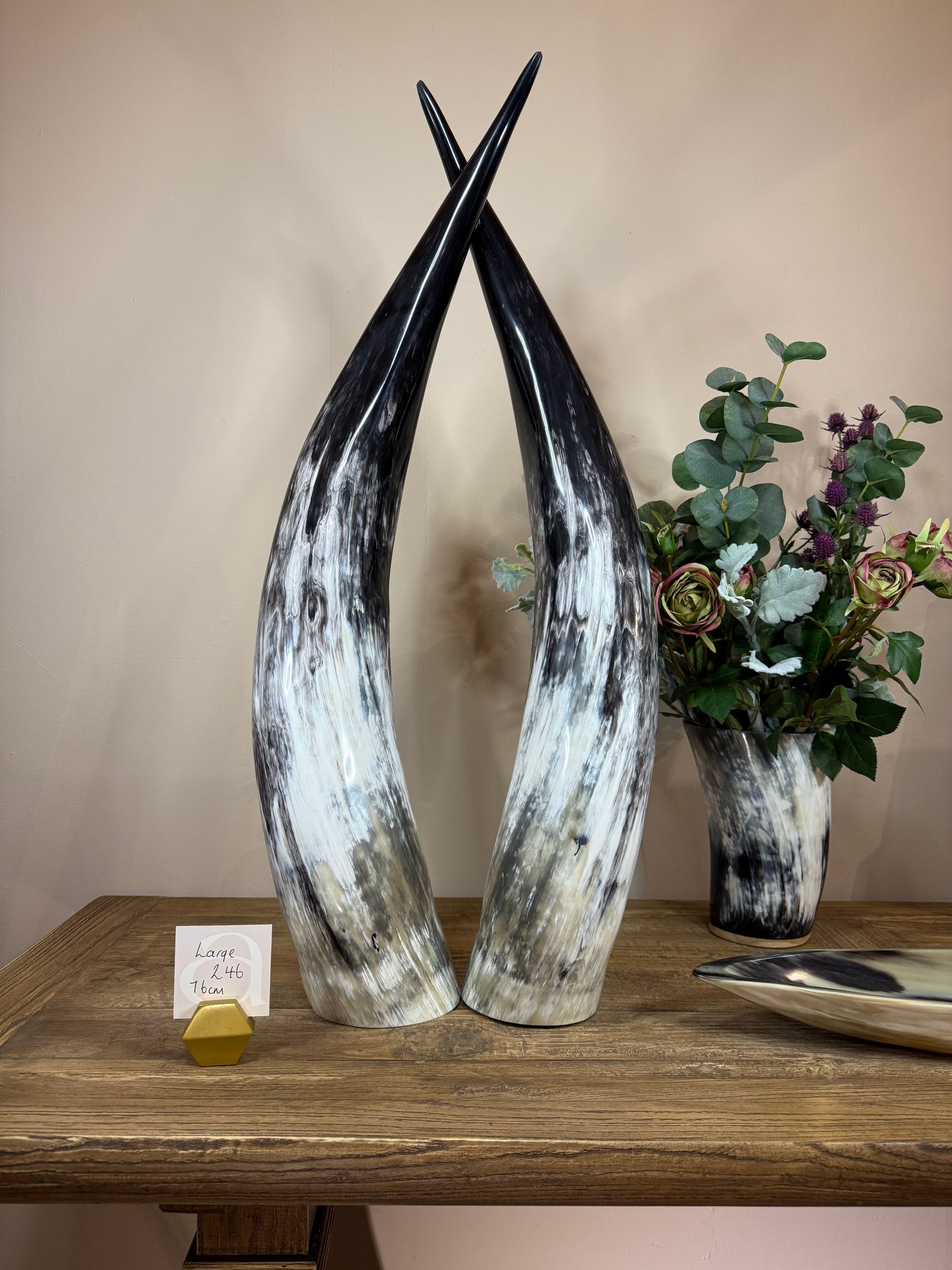 Ankole Cattle Horns - Large 246