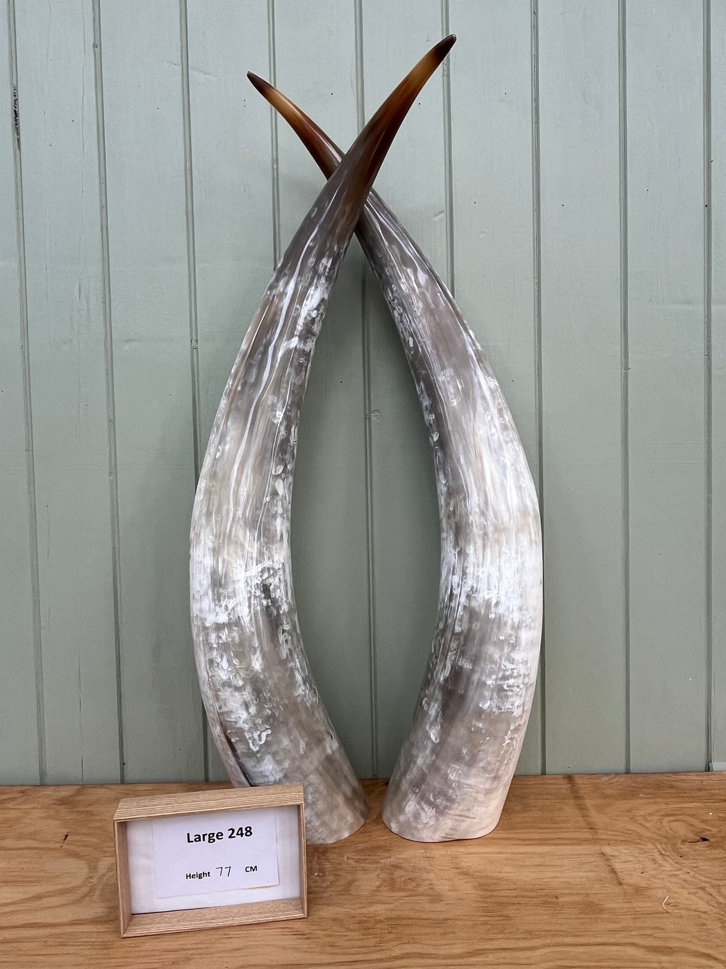 Ankole Cattle Horns - Large 248