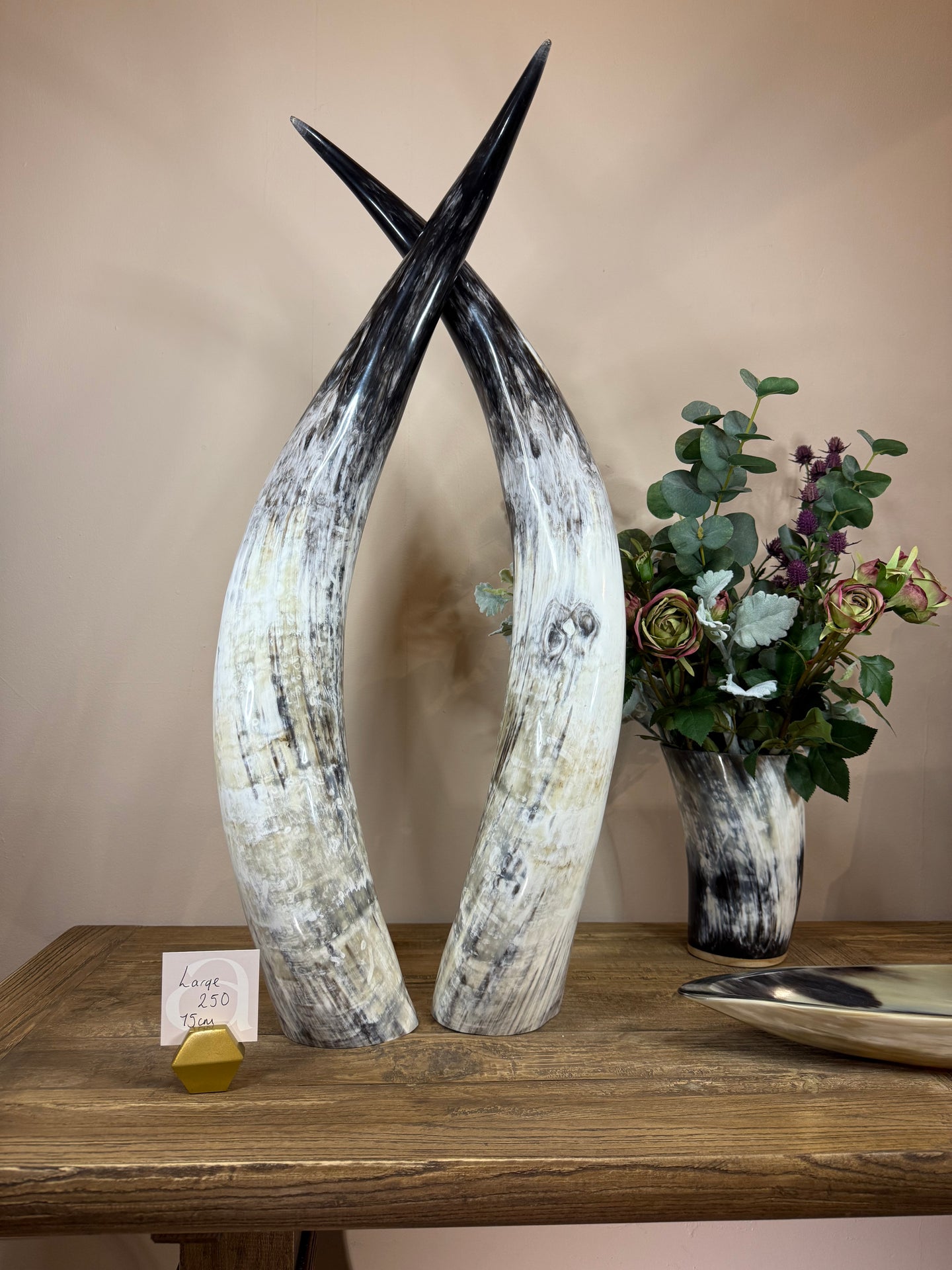 Ankole Cattle Horns - Large 250