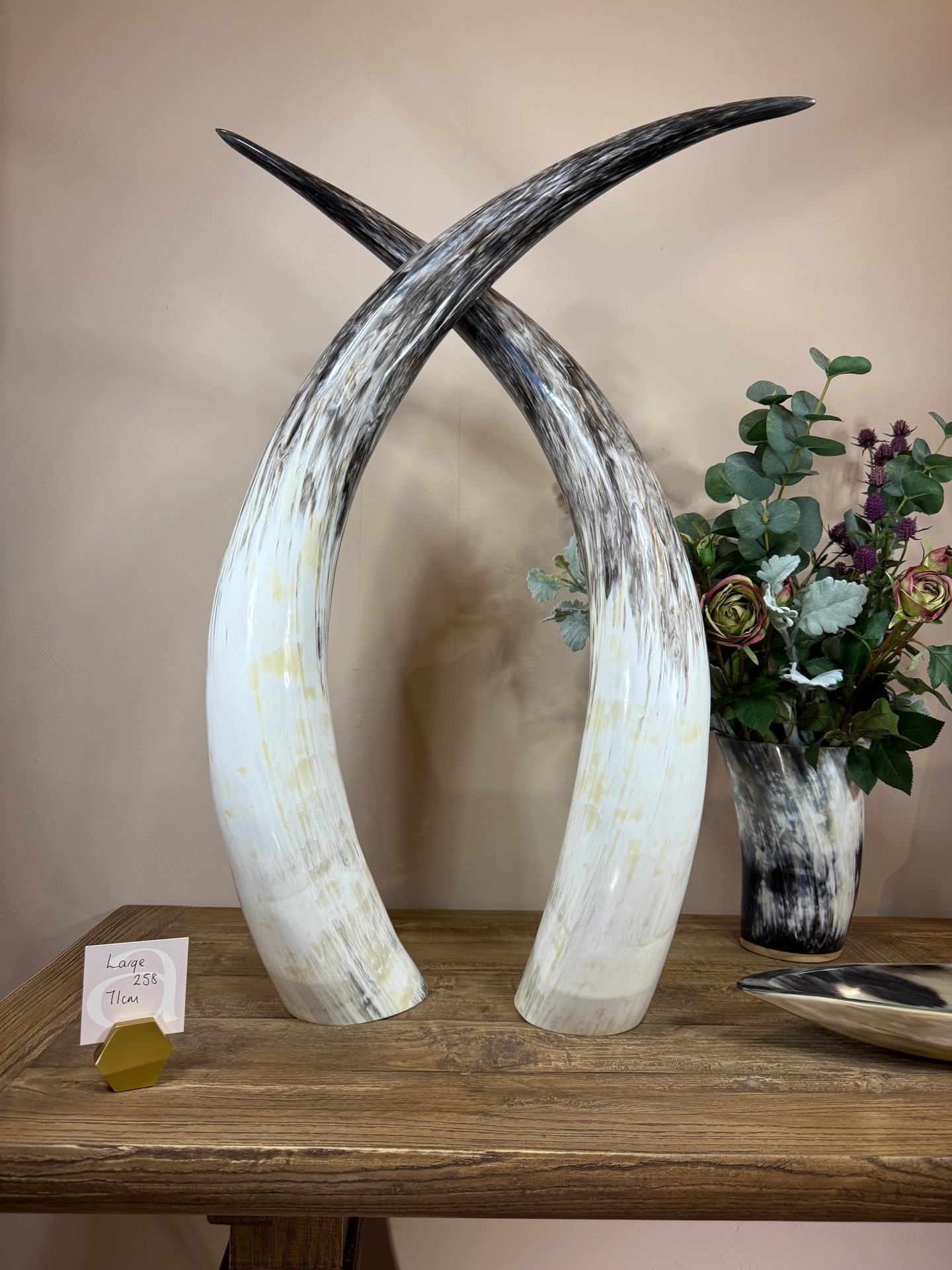 Ankole Cattle Horns - Large 258