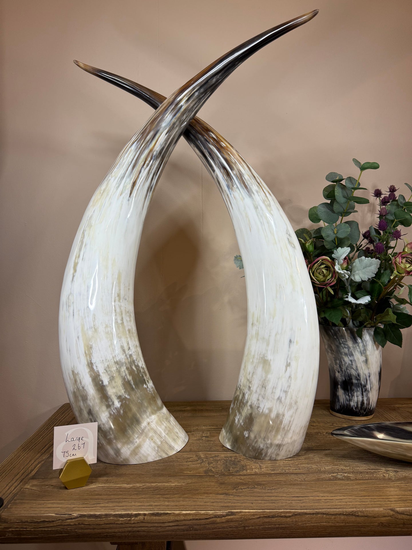 Ankole Cattle Horns - Large 267