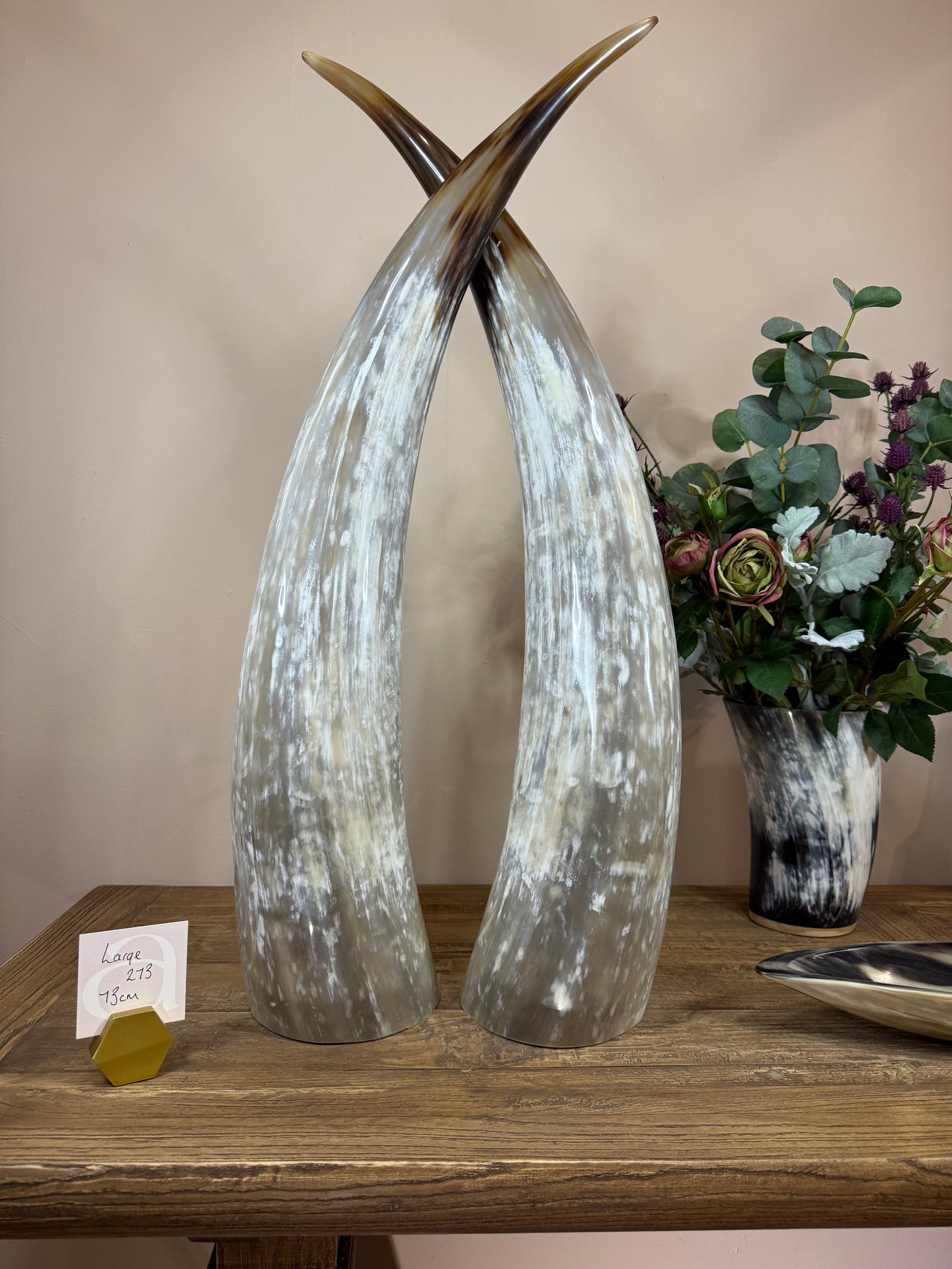 Ankole Cattle Horns - Large 273