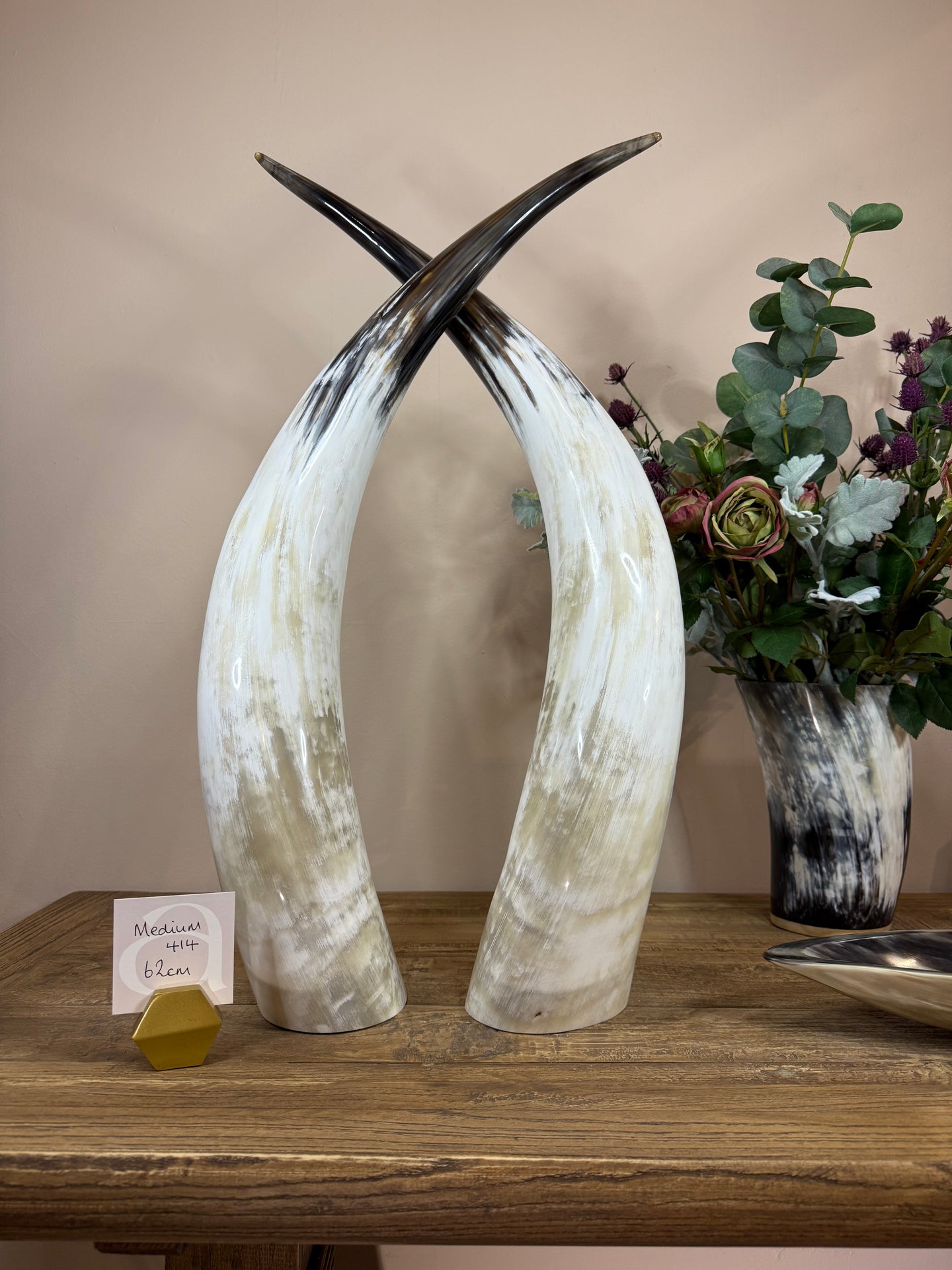 Ankole Cattle Horns - Medium 414