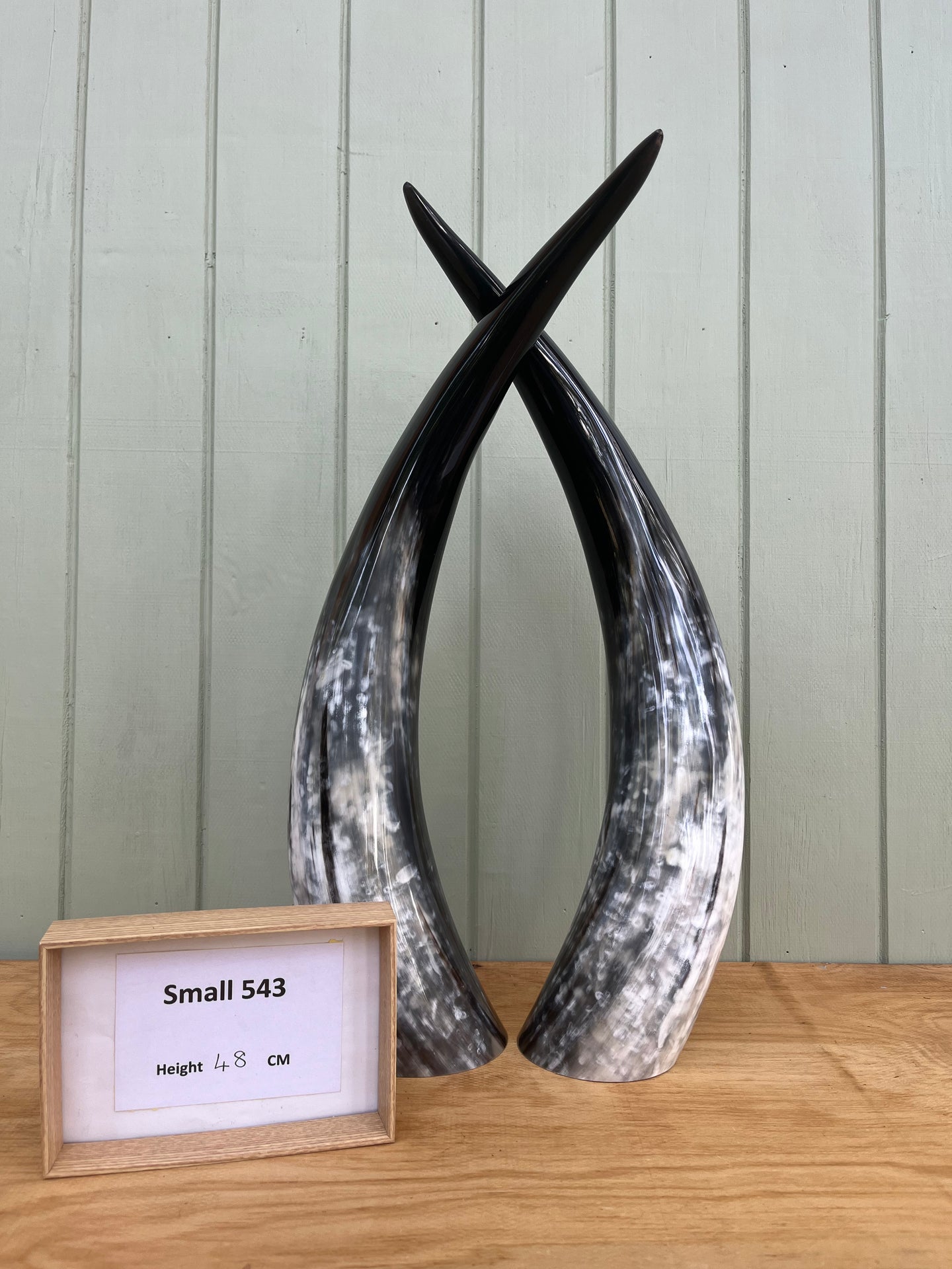 Ankole Cattle Horns - Small 543