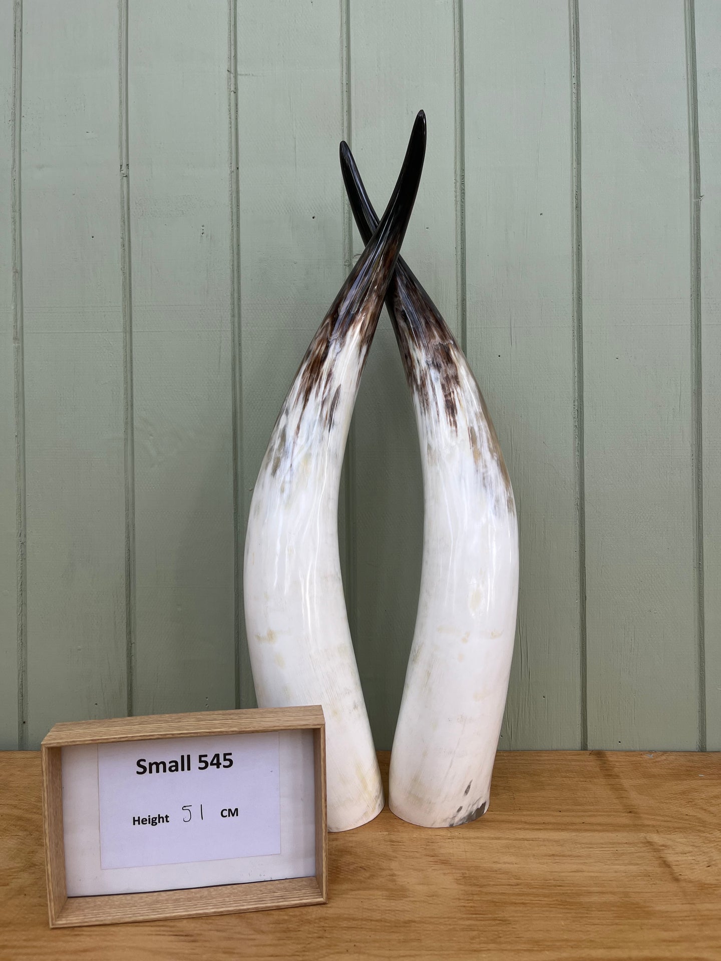 Ankole Cattle Horns - Small 545