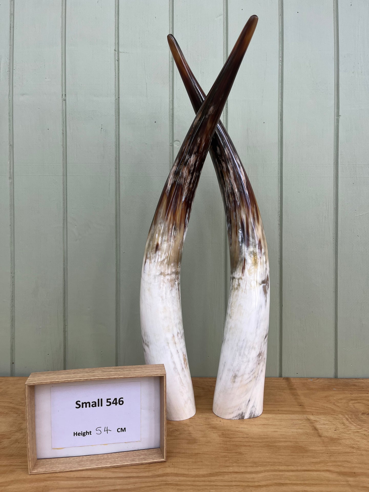 Ankole Cattle Horns - Small 546