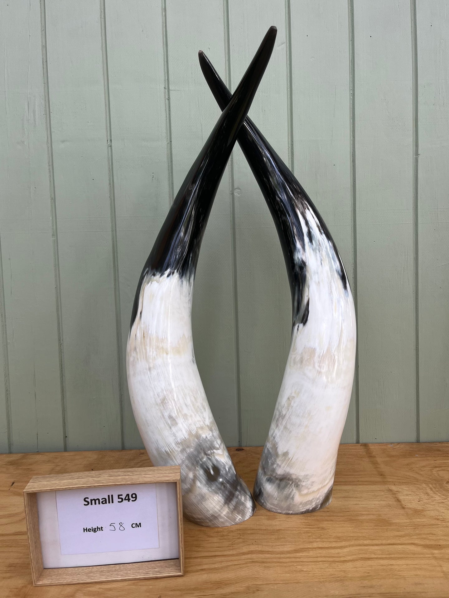 Ankole Cattle Horns - Small 549