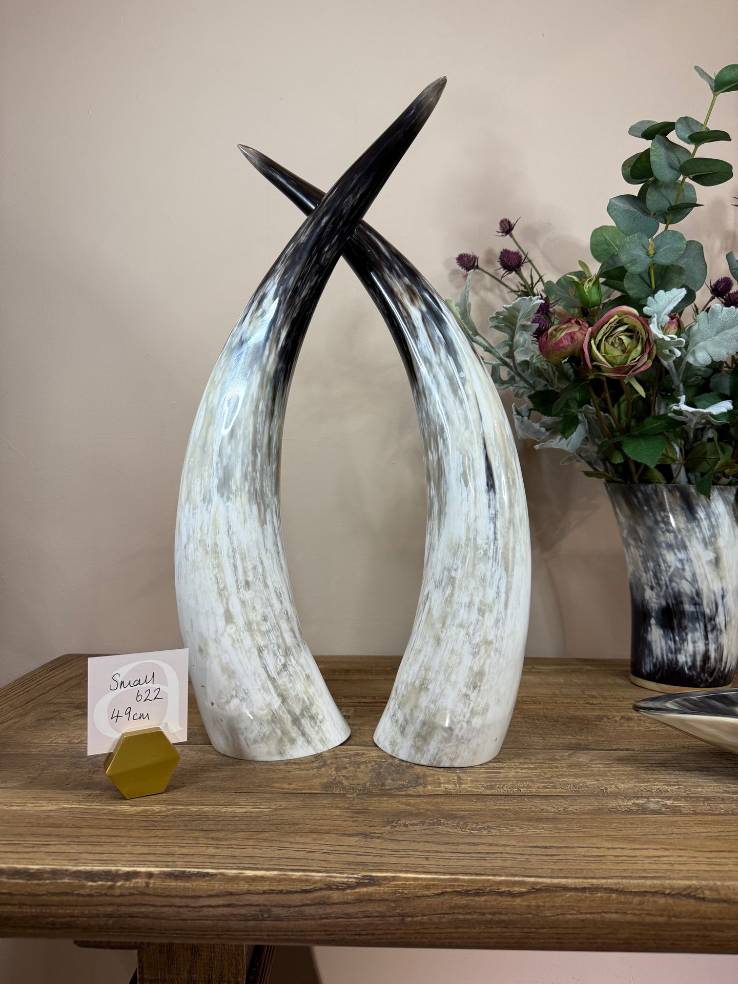 Ankole Cattle Horns - Small 622