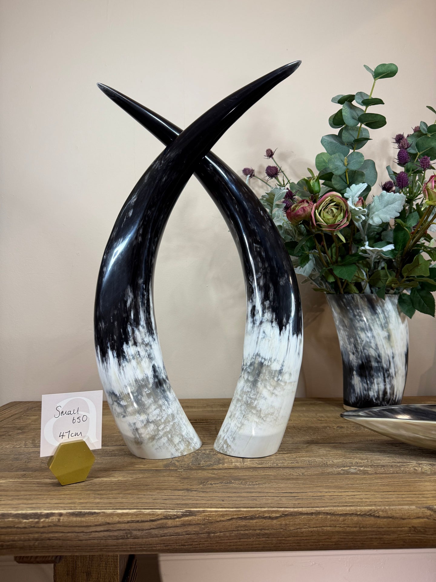 Ankole Cattle Horns - Small 650