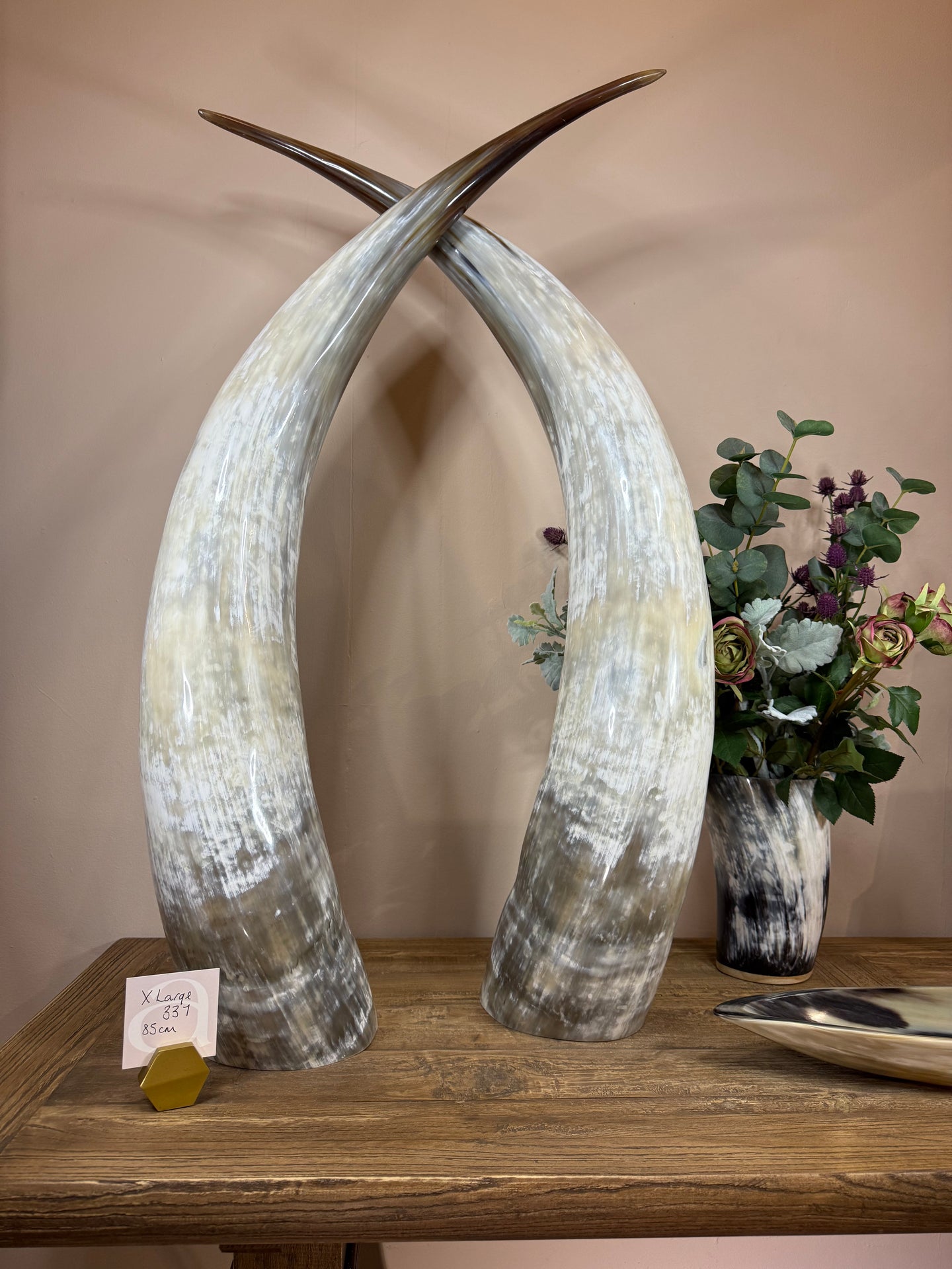 Ankole Cattle Horns - X Large 337