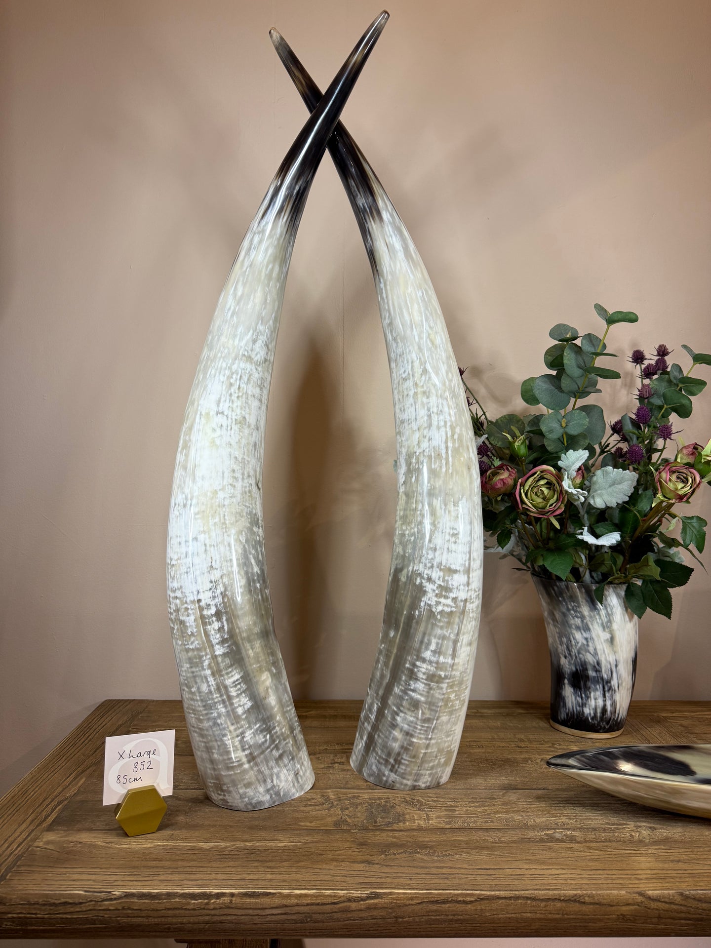 Ankole Cattle Horns - X Large 352