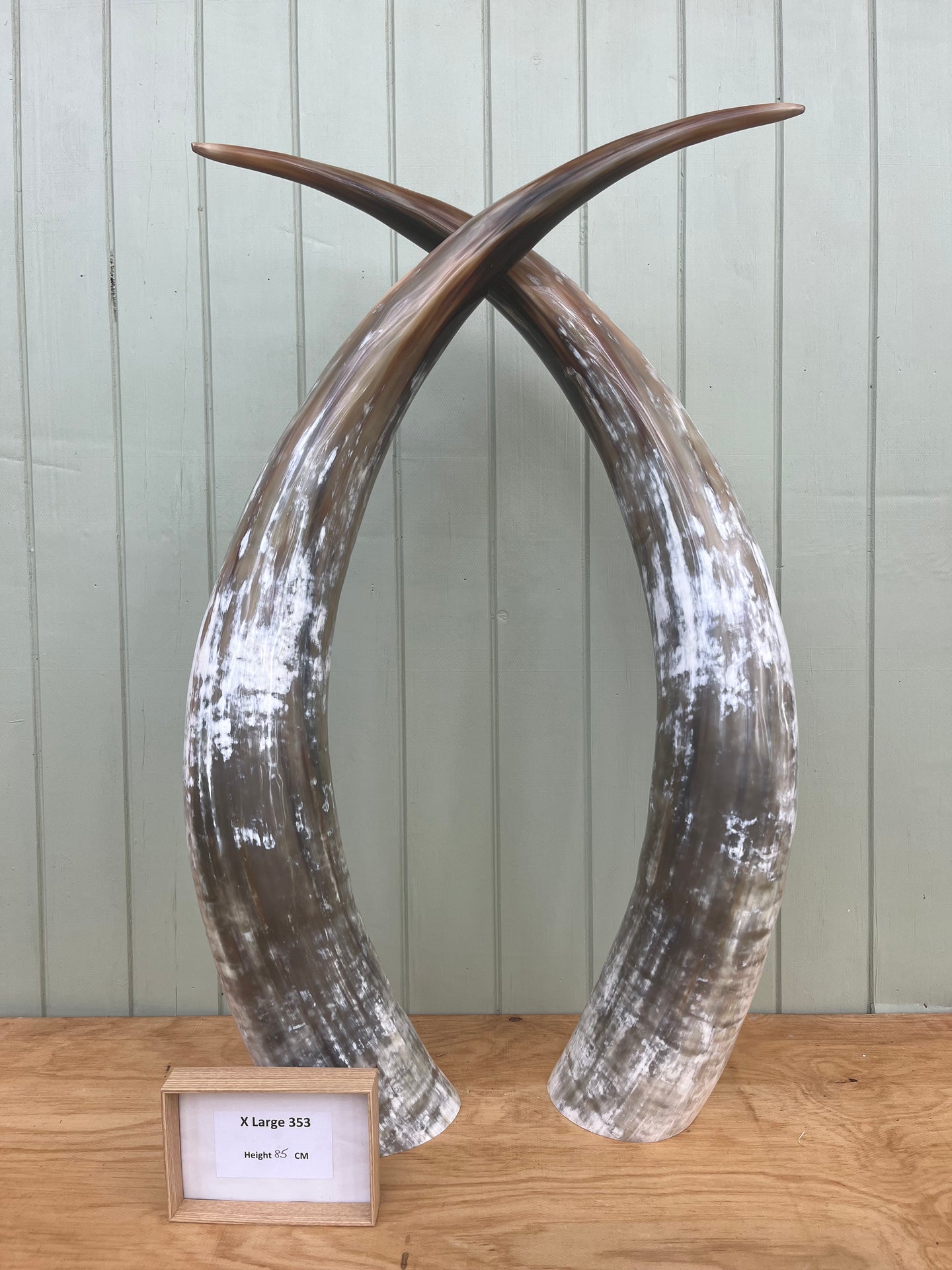 Ankole Cattle Horns - X Large 353