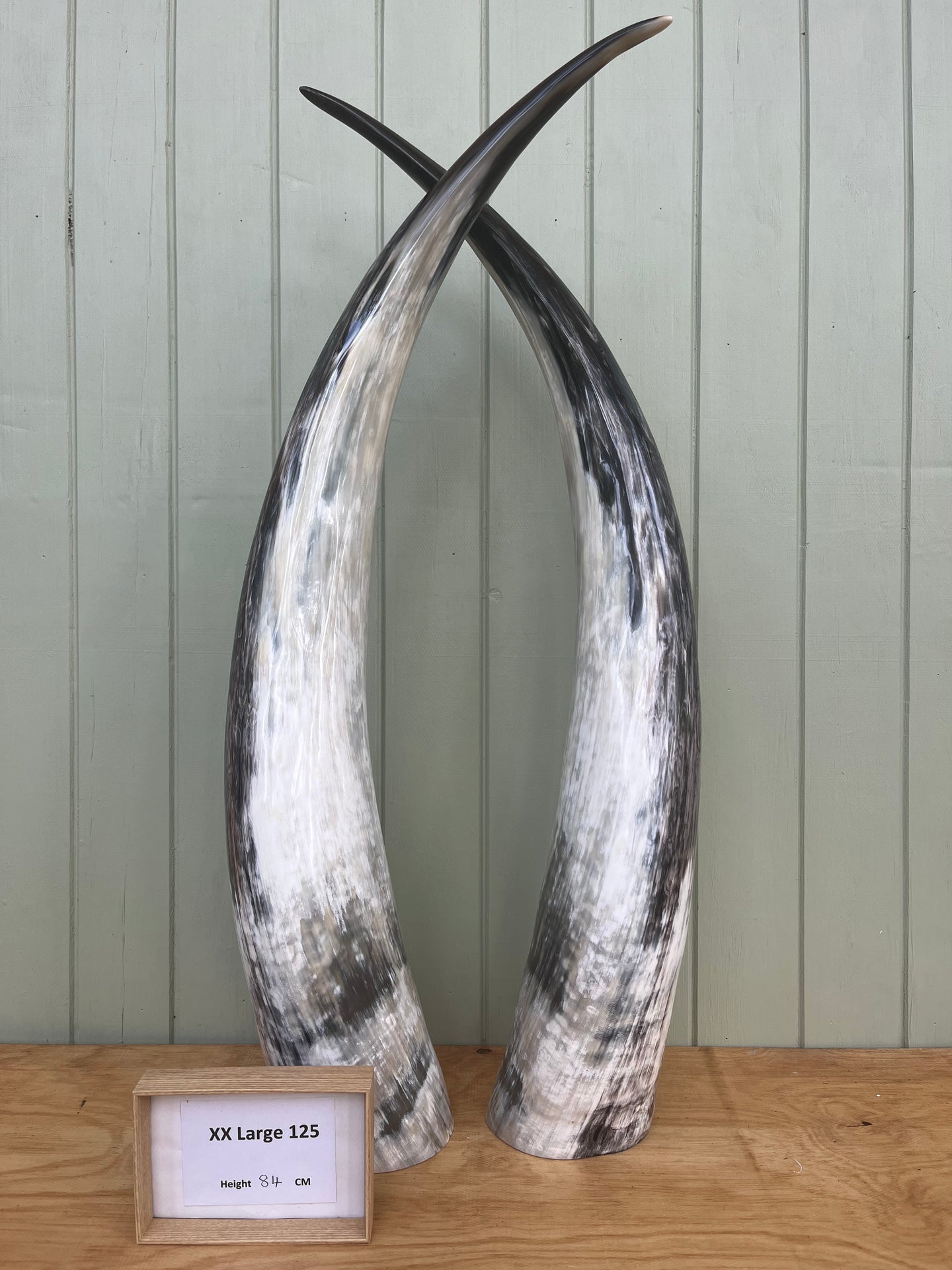 Ankole Cattle Horns - XX Large 125